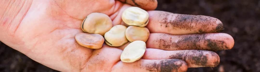 Ile kalorii ma bób gotowany? Zaskakujące wartości odżywcze!